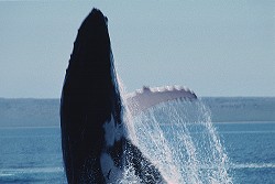 whale