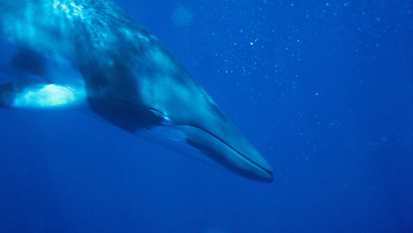 Common Mink Whale