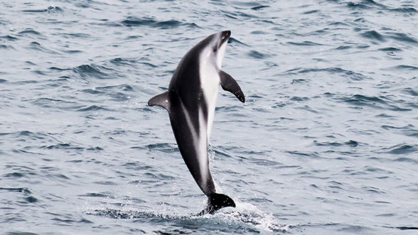 Dusky dolphin